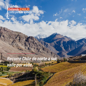 Curso online: Entiende Chile como país de vinos - PrimarioEd