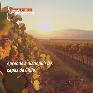 Curso online: Entiende Chile como país de vinos - PrimarioEd